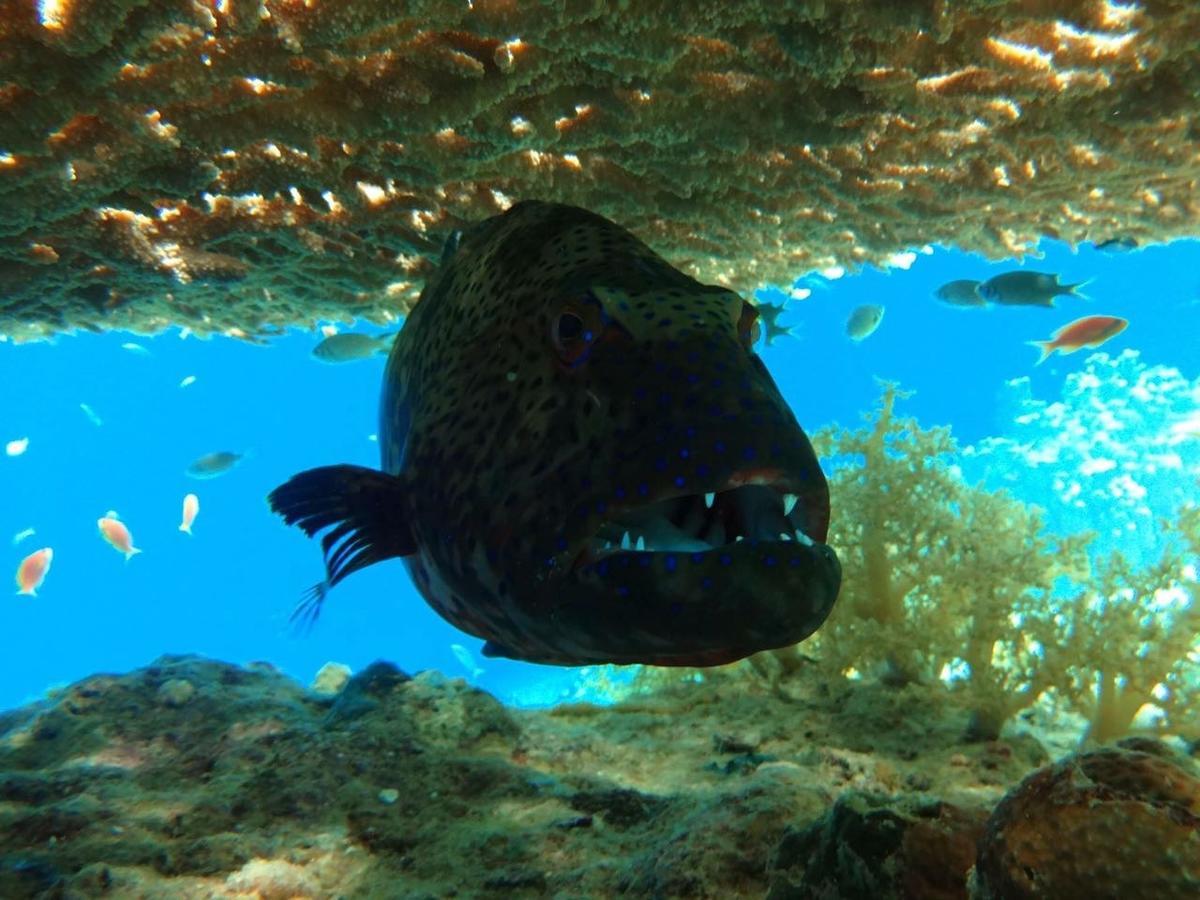 Xperience Sea Breeze Resort (Adults Only) Шарм-еш-Шейх Екстер'єр фото The grouper Epinephelus marginatus