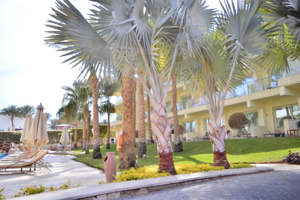 Xperience Sea Breeze Resort (Adults Only) Шарм-еш-Шейх Екстер'єр фото Latania loddigesii